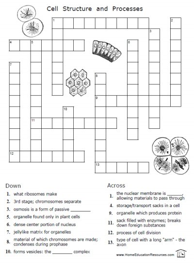 Cellular Processes Worksheets