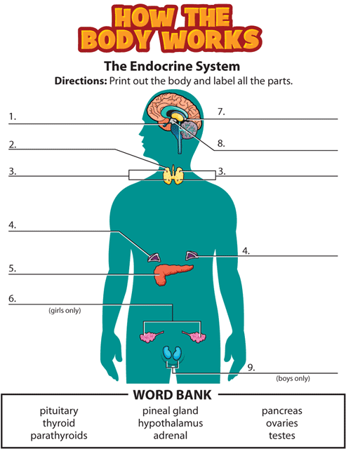 Activity  Endocrine System