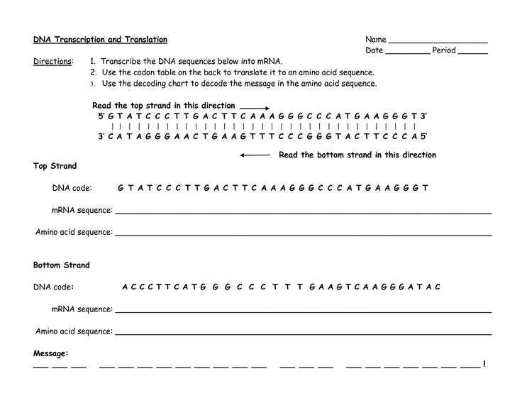 Ap Biology Lab Protein Synthesis Transcription And Translation Answer Key