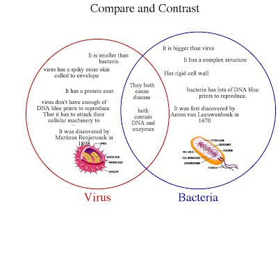 Bacteria Vs  Viruses