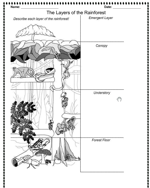 Best Photos Of Amazon Rainforest Printable Worksheets