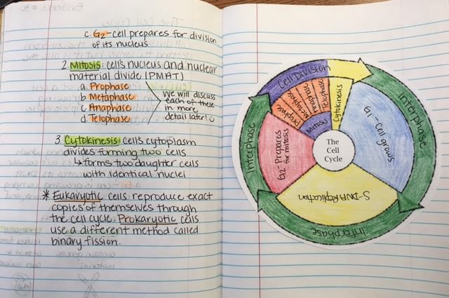 Best The Cell Cycle Coloring Worksheet Pictures