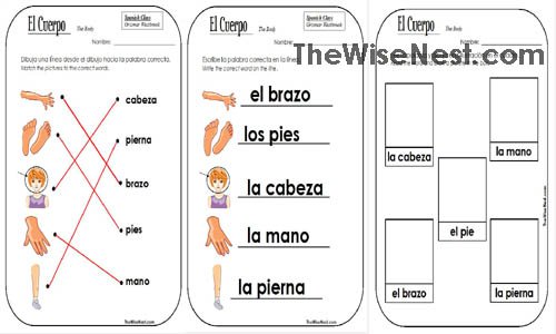 Body Parts In Spanish Worksheet Worksheets For All