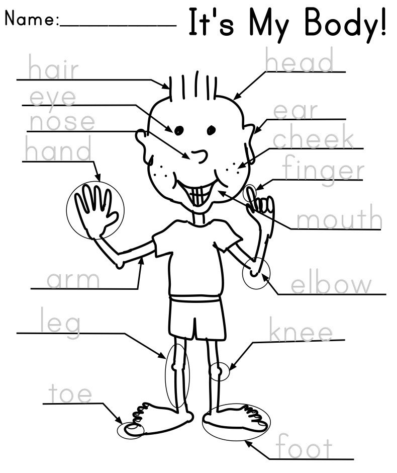 Body Parts Worksheet For Kindergarten Pdf Parts Of The Body