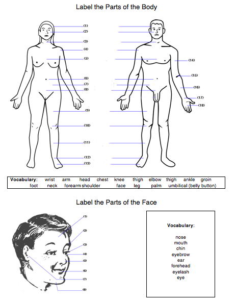 Body Worksheet  Label Body & Face Parts (english Esl Efl)