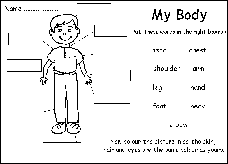 Body Worksheets Worksheets For School