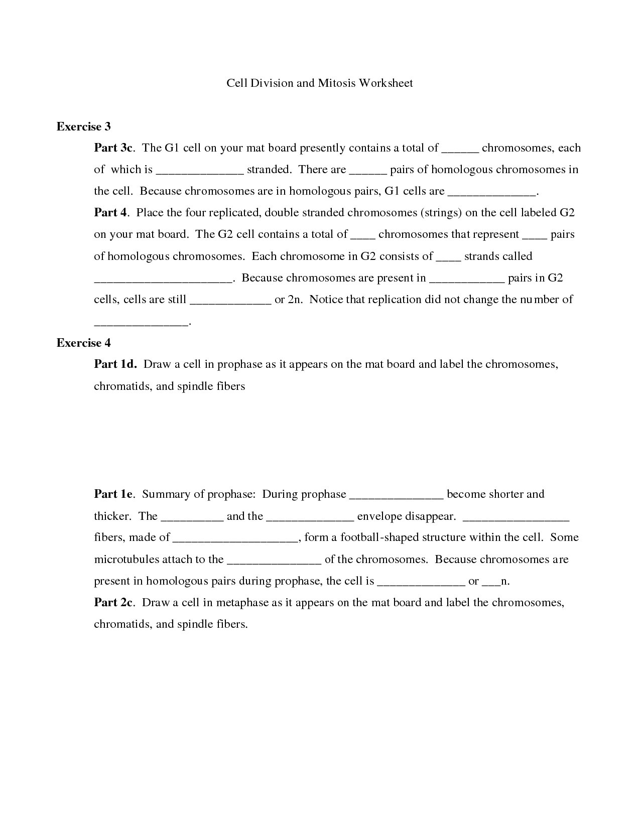 Cell Cycle And Mitosis Worksheet Answers | Free Worksheets Samples
