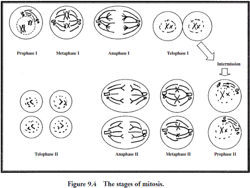 Cell Division Stages Worksheet
