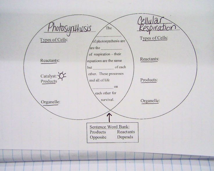 Cellular Respiration Diagram Worksheet