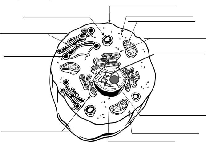 Cell Labelling Worksheets