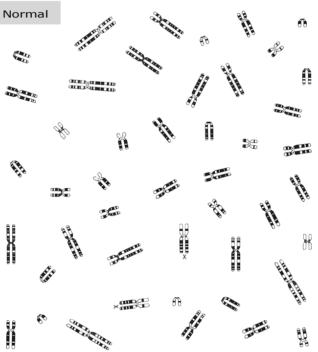 Chromosome Study