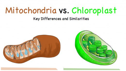 Compare And Contrast  Chloroplasts And Mitochondria
