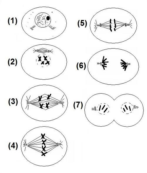 Curran, Thomas   Cp Bio Cell Division Review Worksheet Key