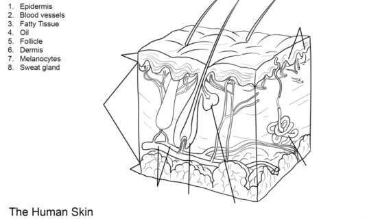 Diagram Of Human Skin And Label Human Skin Anatomy Worksheet