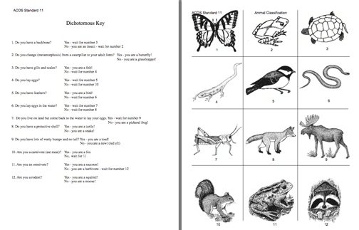 dichotomous-key-activity-free-worksheets-samples