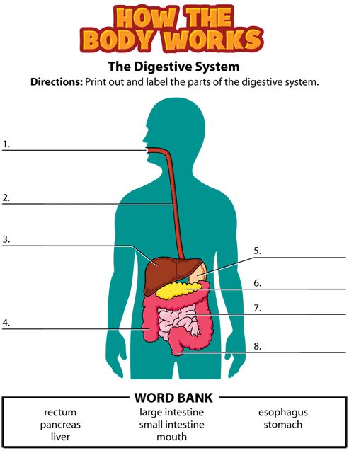 Digestive System Parts Worksheets