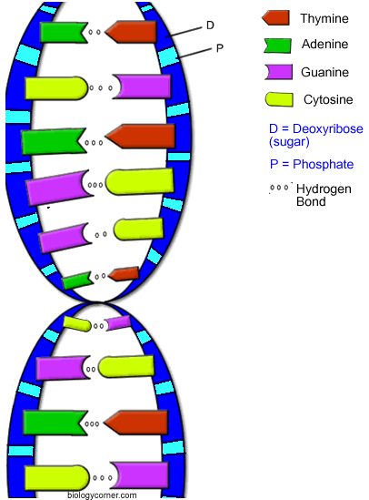 Dna Replication Coloring Worksheet Answer Key