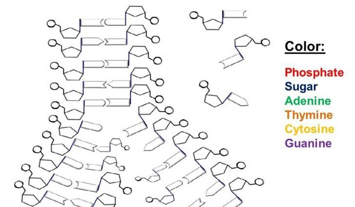 Dna Replication Worksheet Answers Dna The Double Helix Coloring