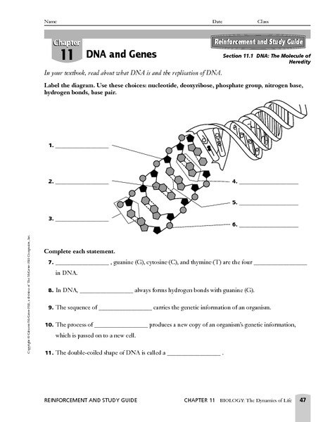 Dna Replication Worksheet With Answer Key Worksheets
