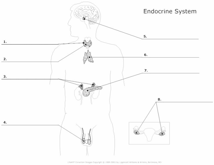 Endocrine System Worksheets Worksheets For All