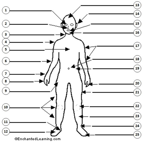 body-parts-in-english-worksheets