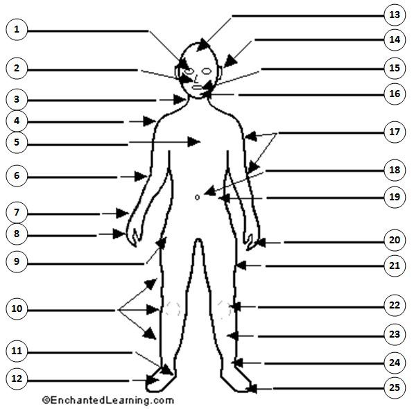 English Exercises  Body Parts