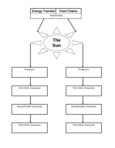 Food Chain Worksheet 4th Grade Worksheets For All