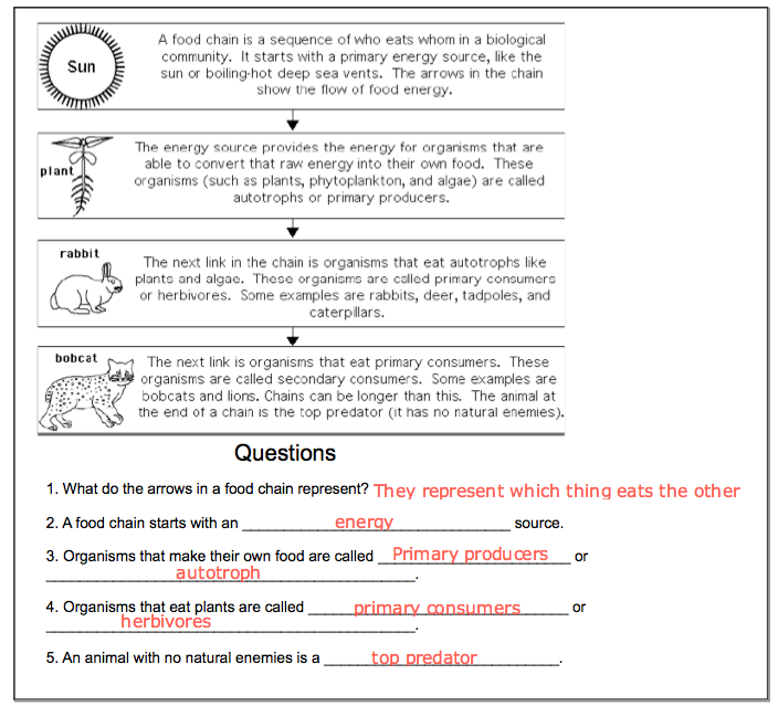 Food Chain Worksheet Answers