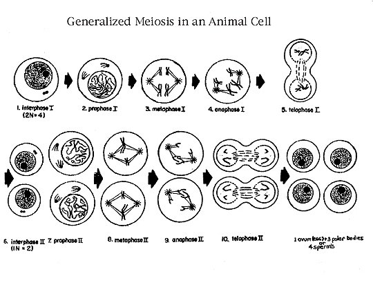 Google Answers  Diagram Of Each Phase Of Meiosis I And Ii