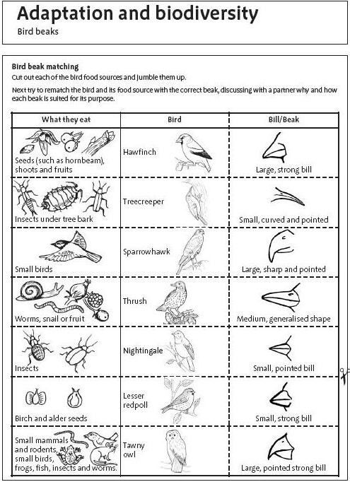 Image Result For Adaptations Picture Worksheet