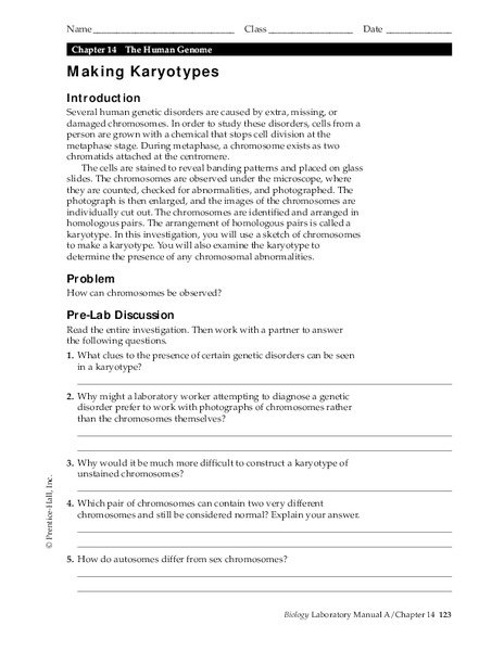Karyotype Worksheet Answers Worksheets For All