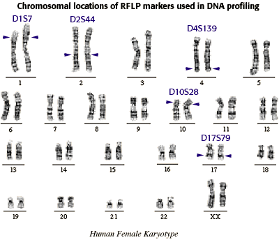 Karyotype Worksheet Answers Worksheets For All