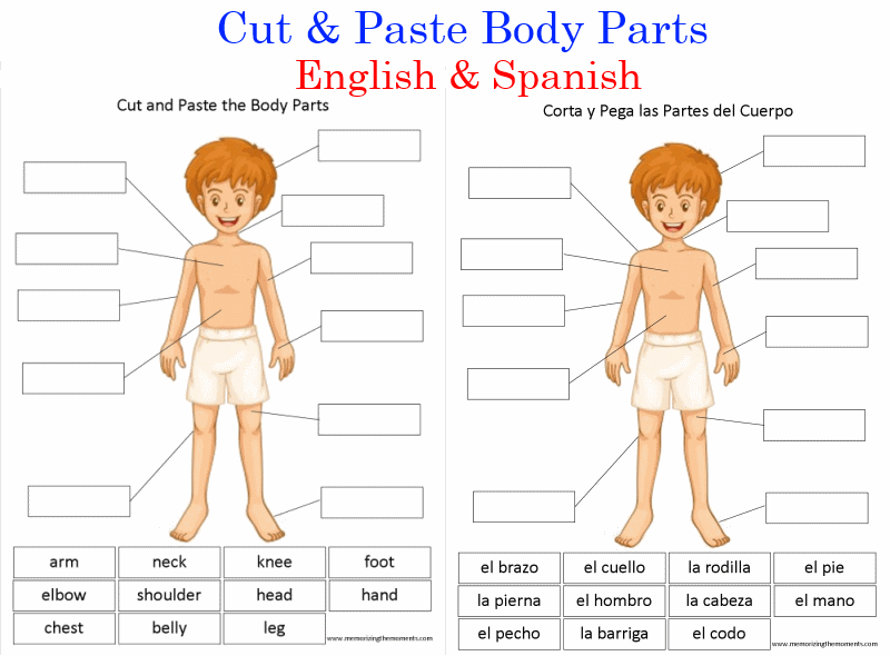Label Body Parts Worksheet Spanish