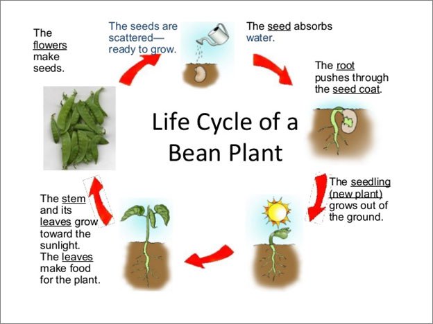 Life Cycle Of A Bean Plant  Science Lesson For Grade 1  A Life