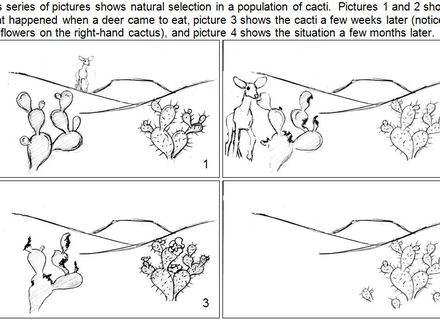 Natural Selection Worksheet Answer Key 35 Natural Selection
