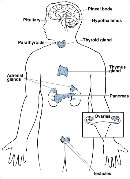 Parts Of The Endocrine System From The American Medical
