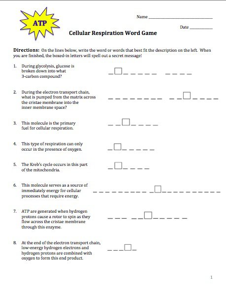 Photosynthesis & Cellular Respiration Worksheet Answers Cellular