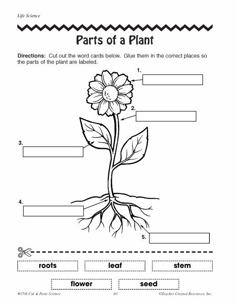 Plant Parts Worksheet 3rd Grade Worksheets For All
