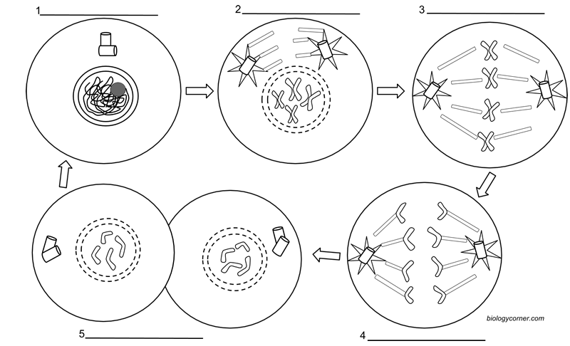 Read About Each Of The Phases Of The Cell Cycle And Label And