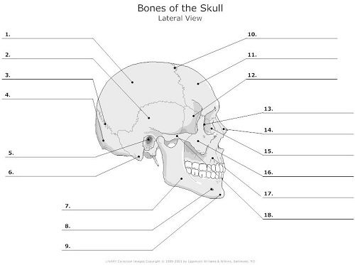 Skull Anatomy And How It Shapes Our Faces