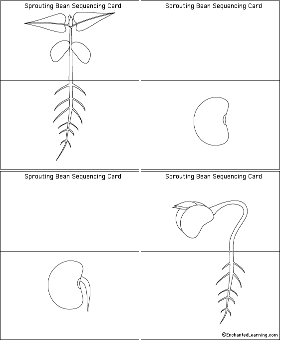 Sprouting Bean Sequencing Cards