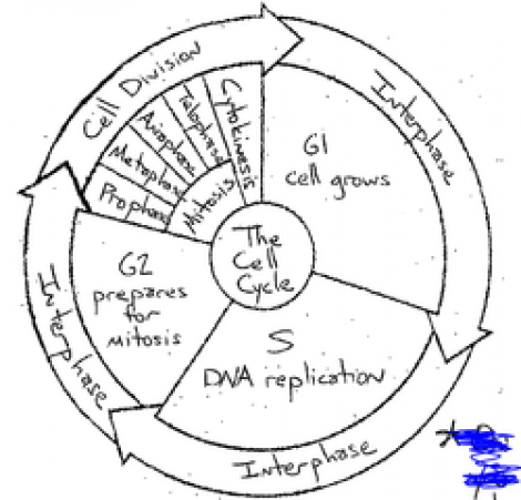 The Cell Cycle Coloring Worksheet Answers Sheet 1