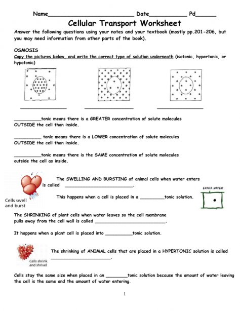 Worksheet Template   Cellular Transport Worksheet Name Cell