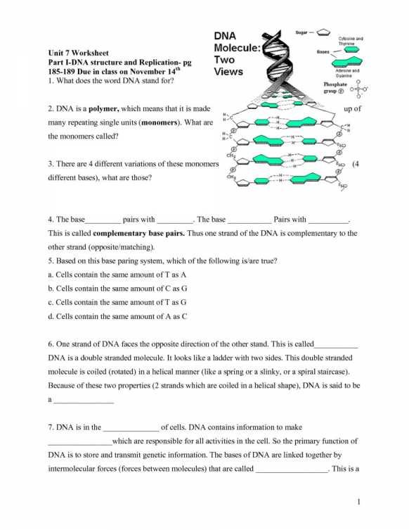 Worksheet Template   Worksheet   Dna Replication Worksheet High