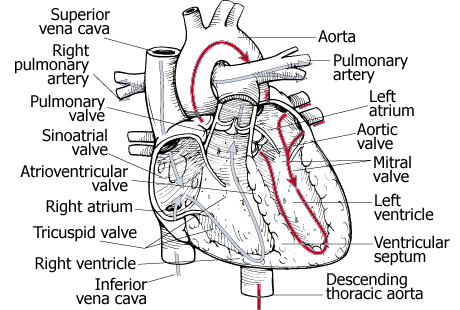 Anatomy Lecture Notes Unit 7 Circulatory System