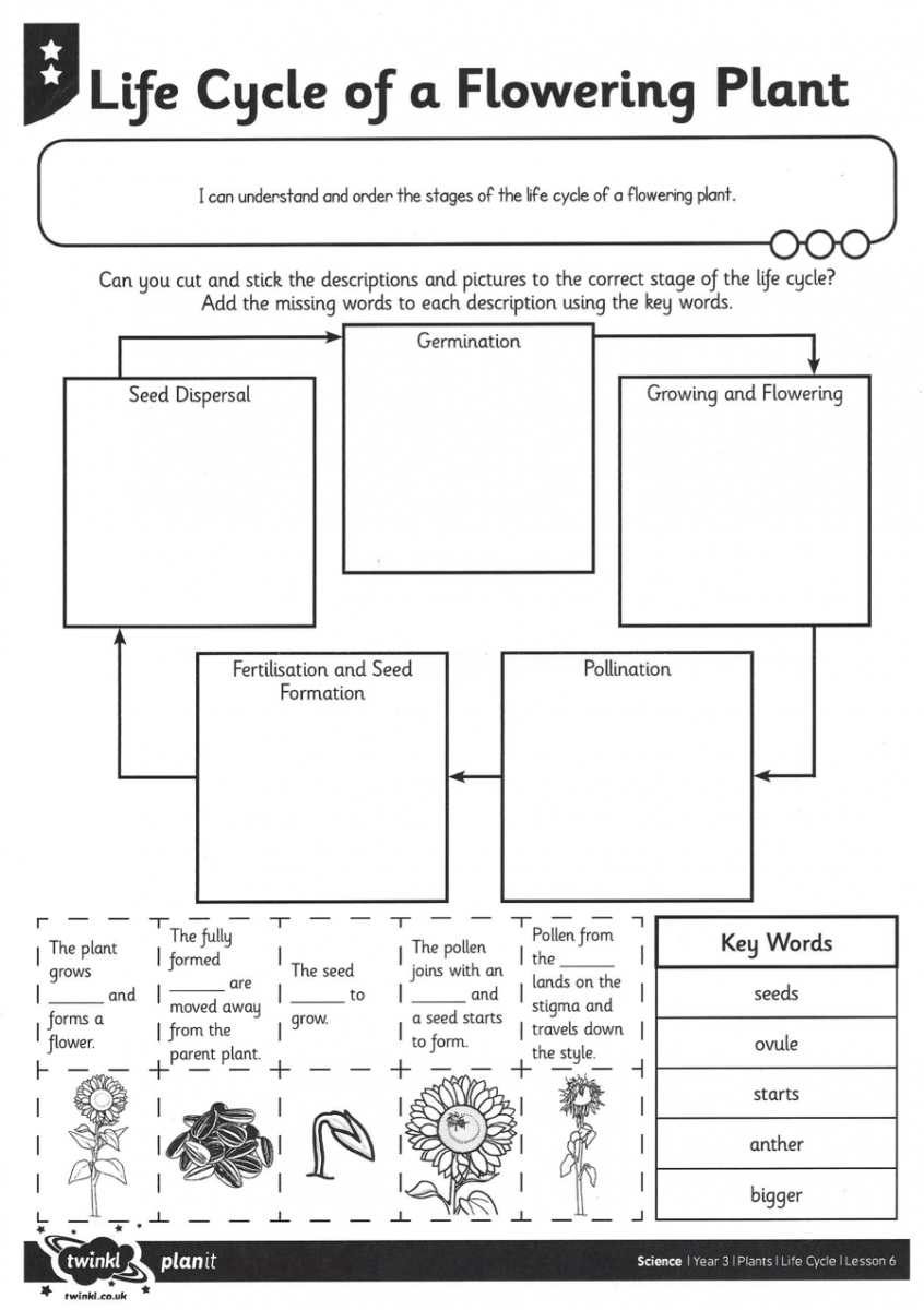 Best Solutions Of Plant Life Cycle Worksheets Also Job Summary