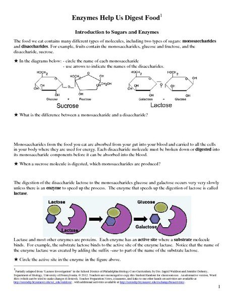 Biology Enzymes Worksheet Answers