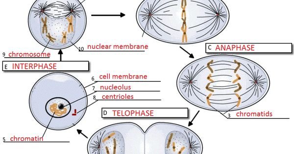 Cell Cycle Labeling Worksheet Answer Key Worksheets For All