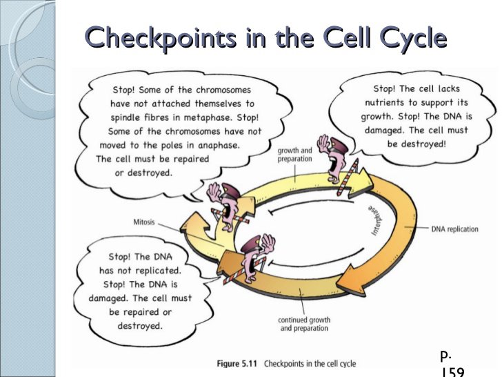 Cell Cycle Regulation Worksheet Worksheets For All