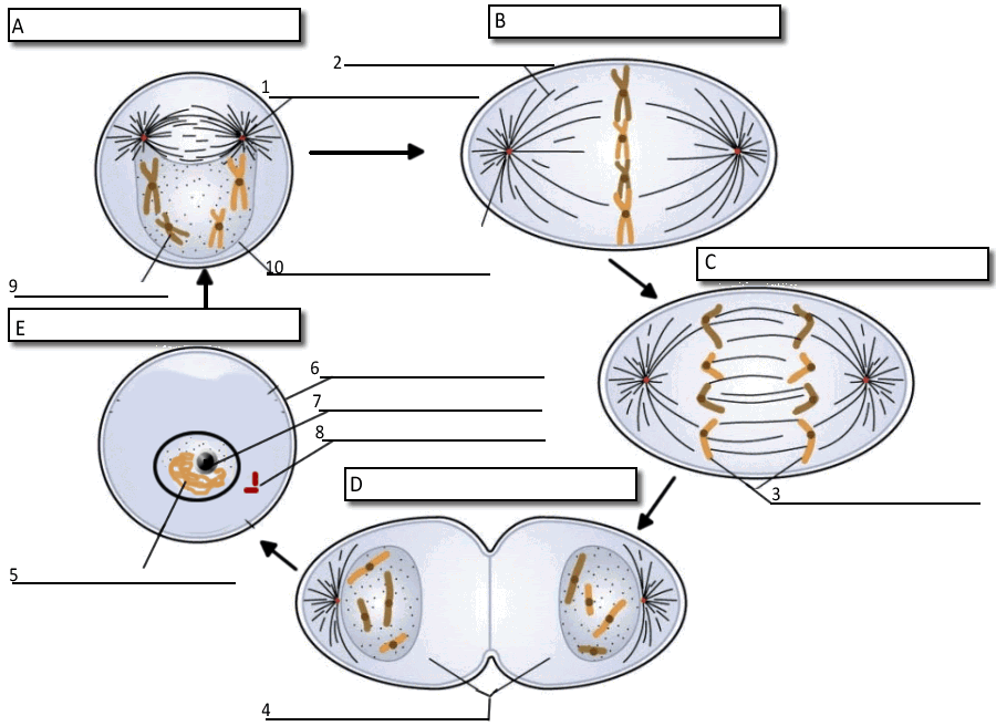 Cell Cycle Worksheet Cell Cycle Label Ideas